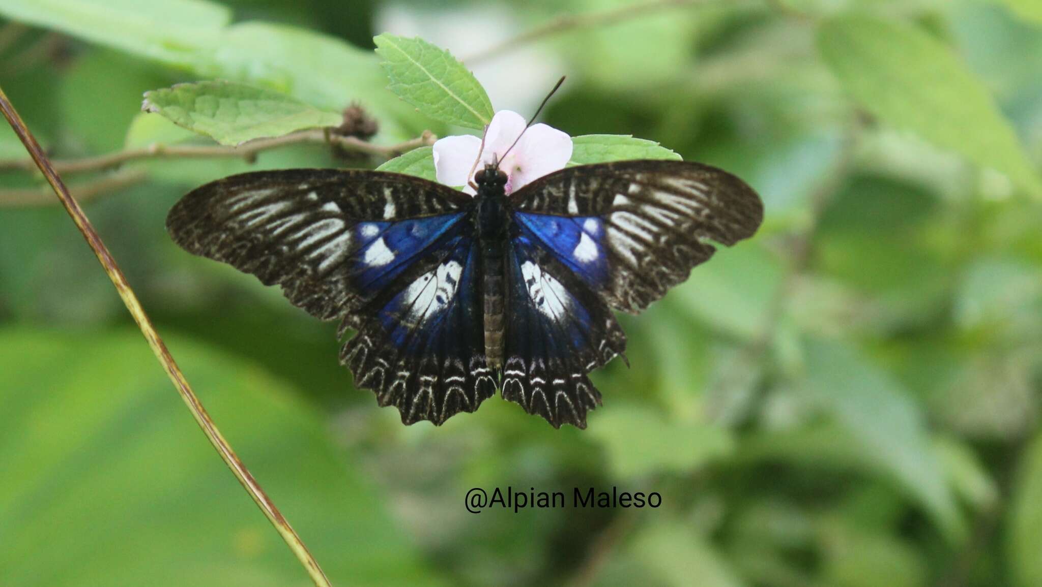 Image of Cethosia myrina ribbei Honrath 1887