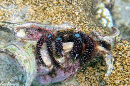 Image of Bluespot maroon hermit crab