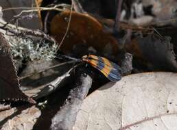 Image of Banded Net-winged Beetle