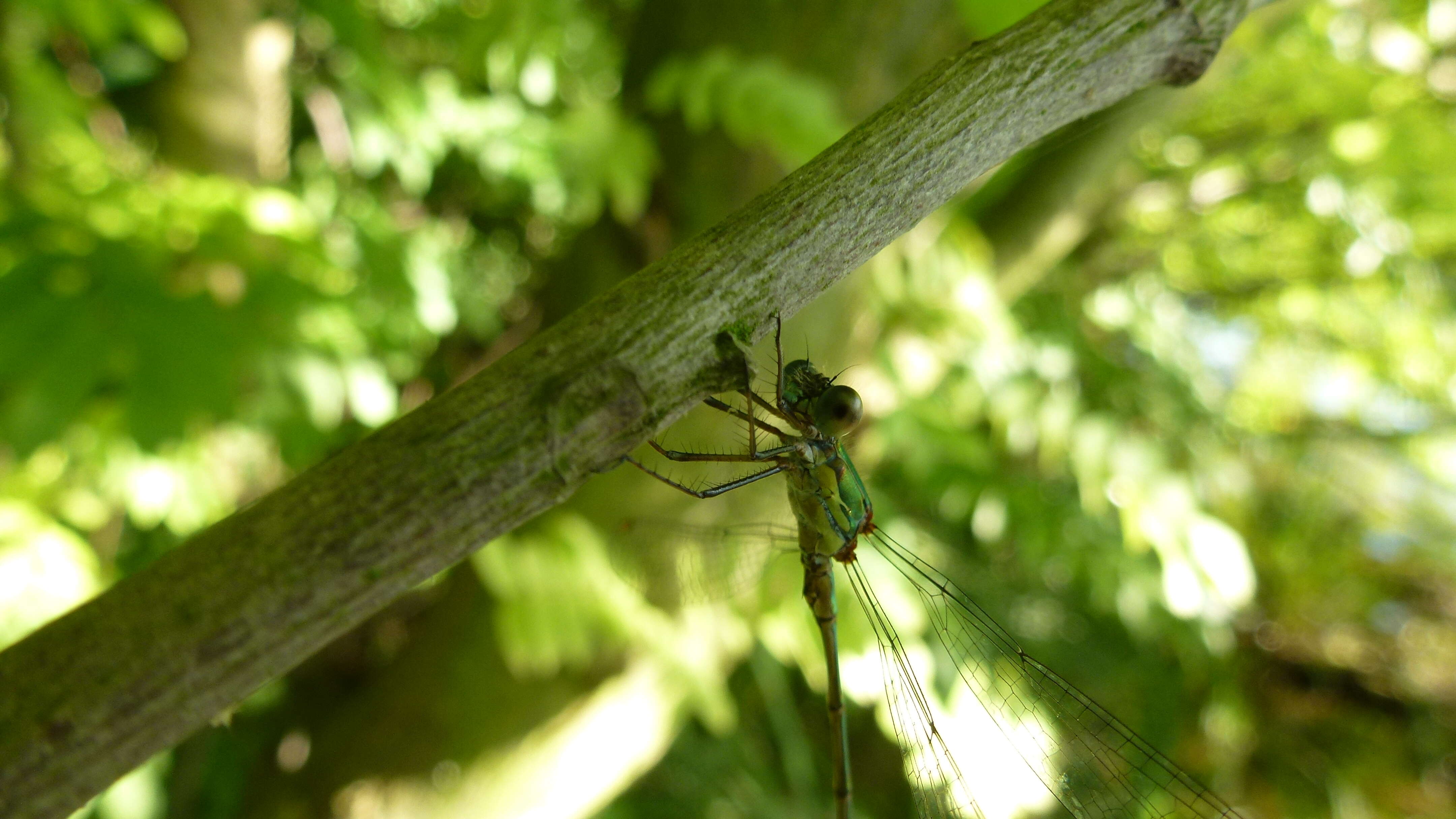 Image of Chalcolestes Kennedy 1920