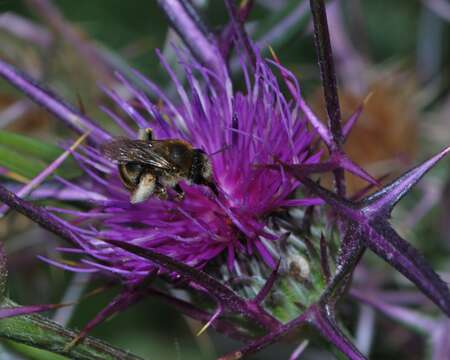 Image of Eucera cinnamomea Alfken 1935