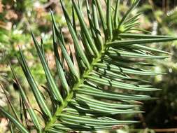 Image of Cunninghamia