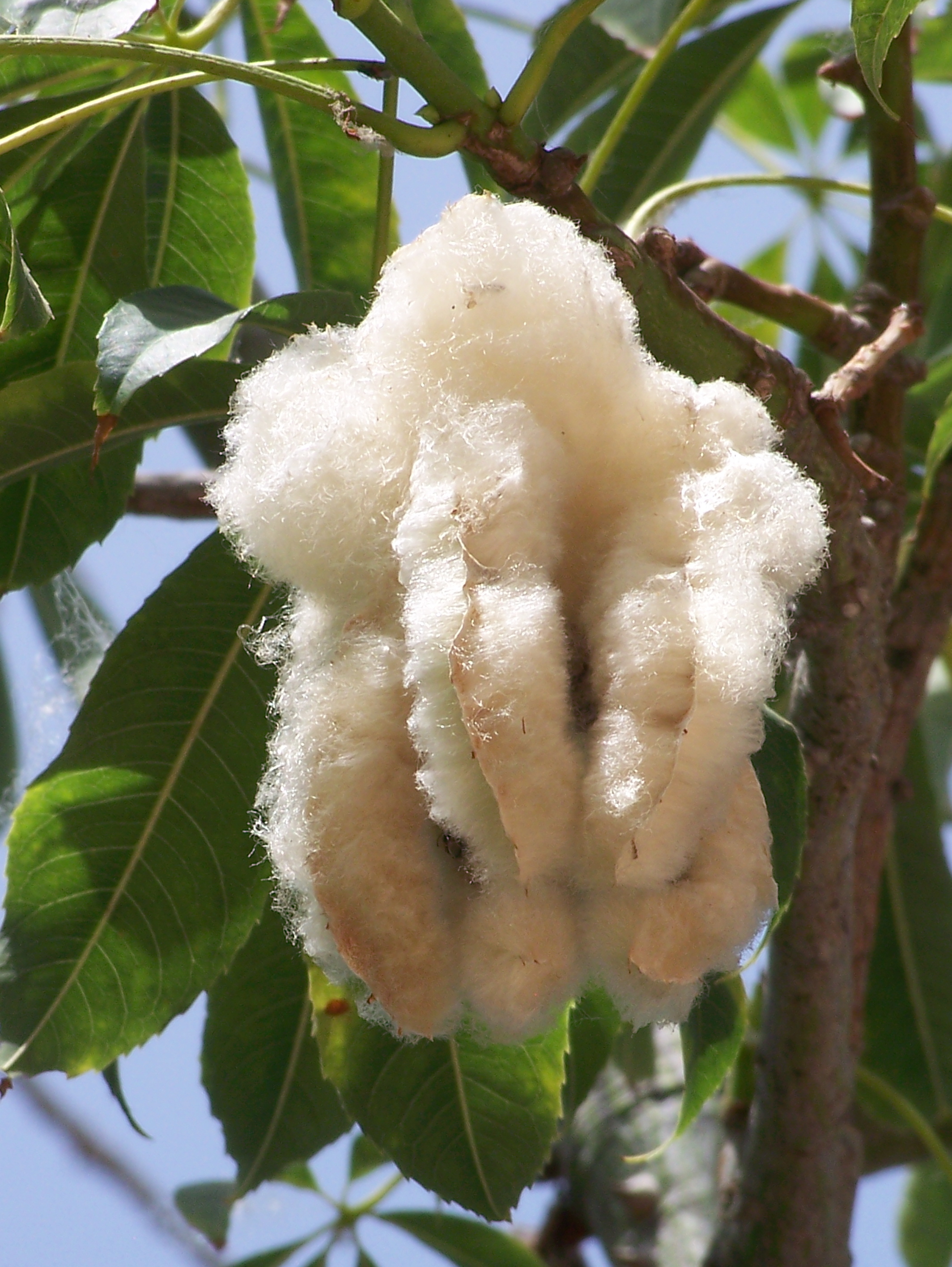 Silk Floss Tree Encyclopedia Of Life