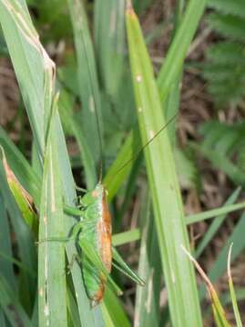 Conocephalus (Anisoptera) dorsalis (Latreille 1804) resmi