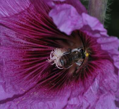 Image of Eucera cinnamomea Alfken 1935