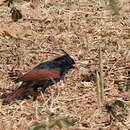 Image of Crested Bunting