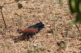 Plancia ëd Emberiza lathami Gray & JE 1831