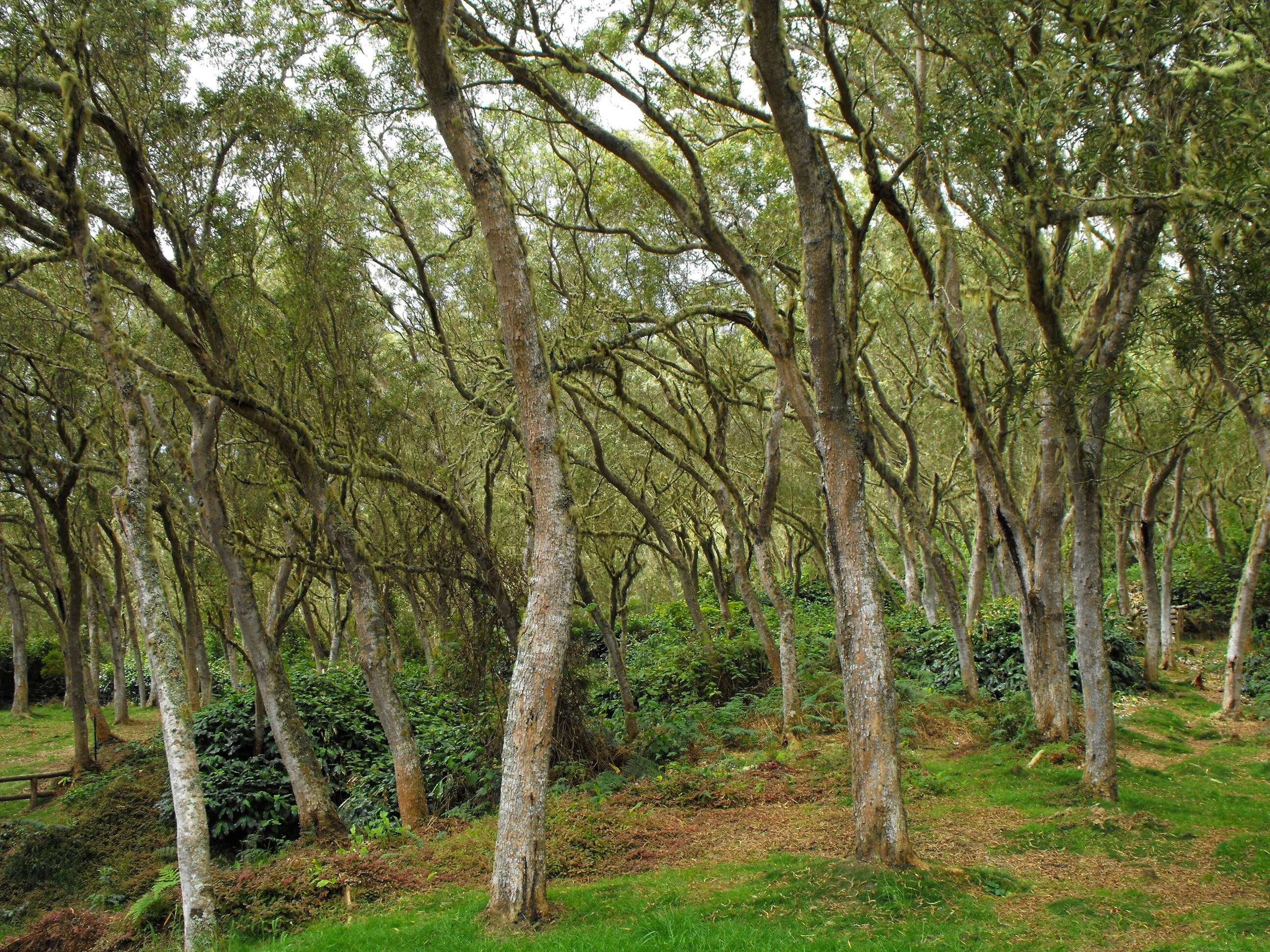 Слика од Acacia heterophylla (Lam.) Willd.