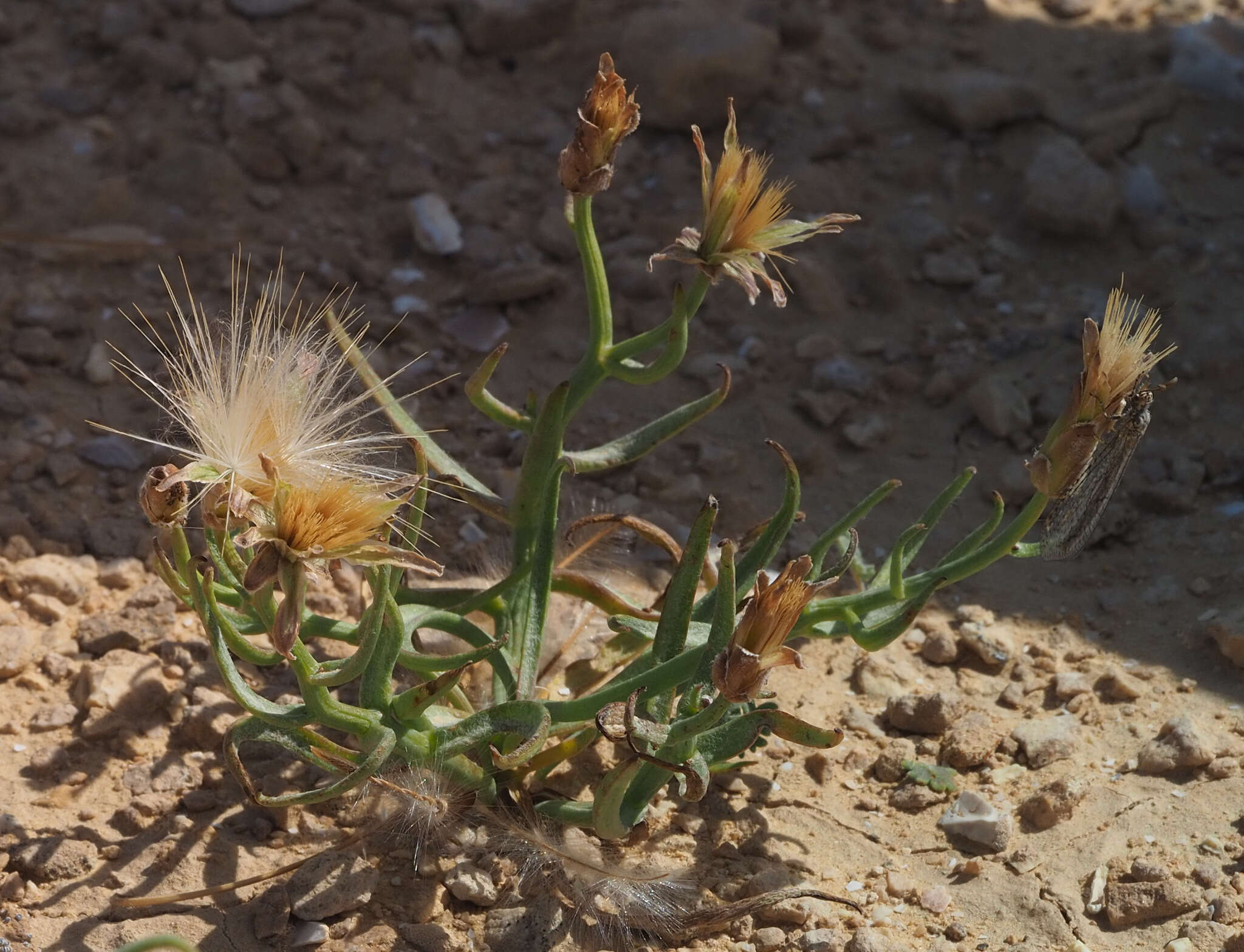 Image of Takhtajaniantha pusilla (Pall.) É. A. Nazarova