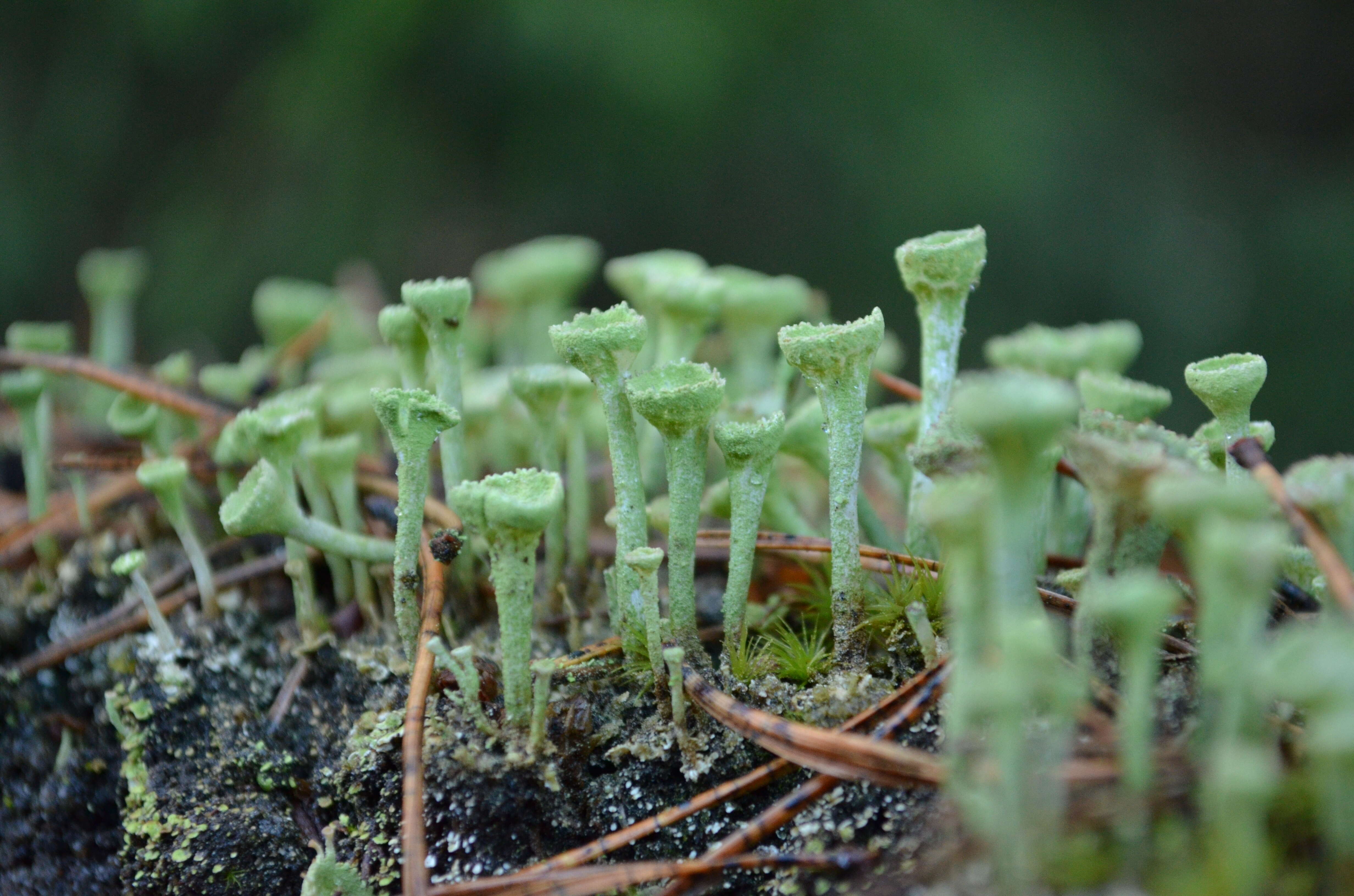 Image of cup lichen