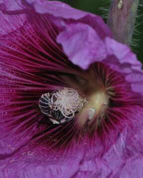 Image of Eucera cinnamomea Alfken 1935