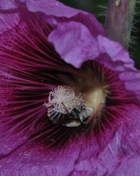 Image of Eucera cinnamomea Alfken 1935