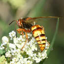 Image of Western Cicada Killer