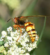 Image de Sphecius grandis (Say 1823)