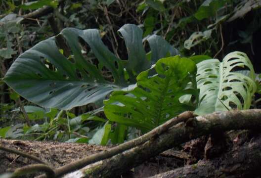 Image of Monstera siltepecana Matuda