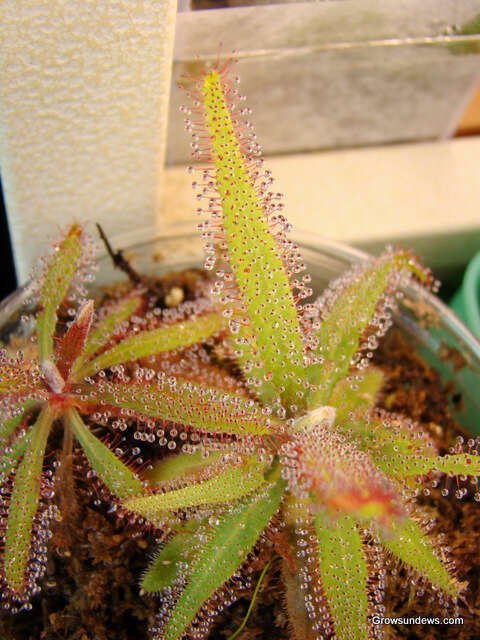 Image of Drosera adelae F. Muell.