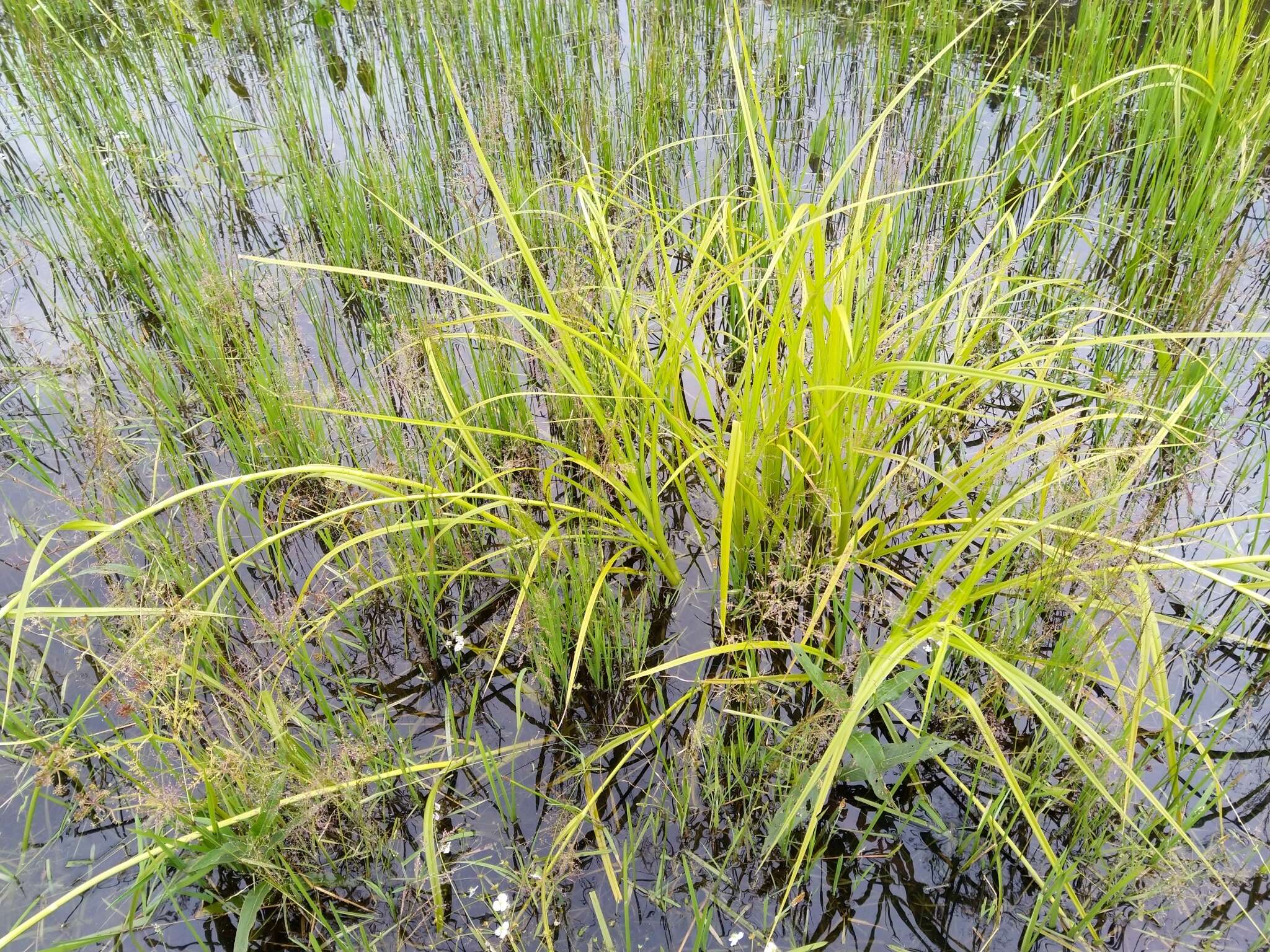 Image of Scirpus radicans Schkuhr