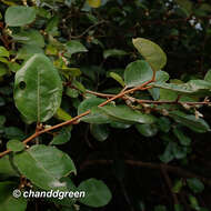 Image of Elaeagnus tutcheri Dunn