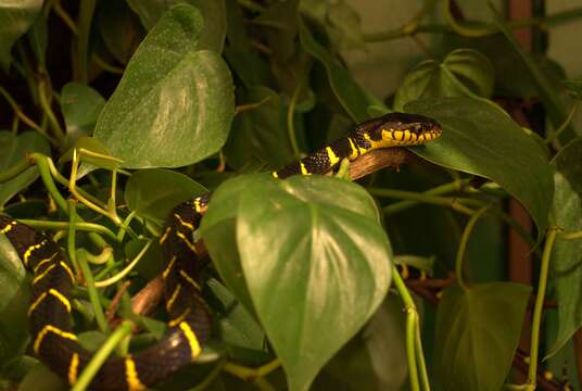 Image of Gold-ringed Cat snake