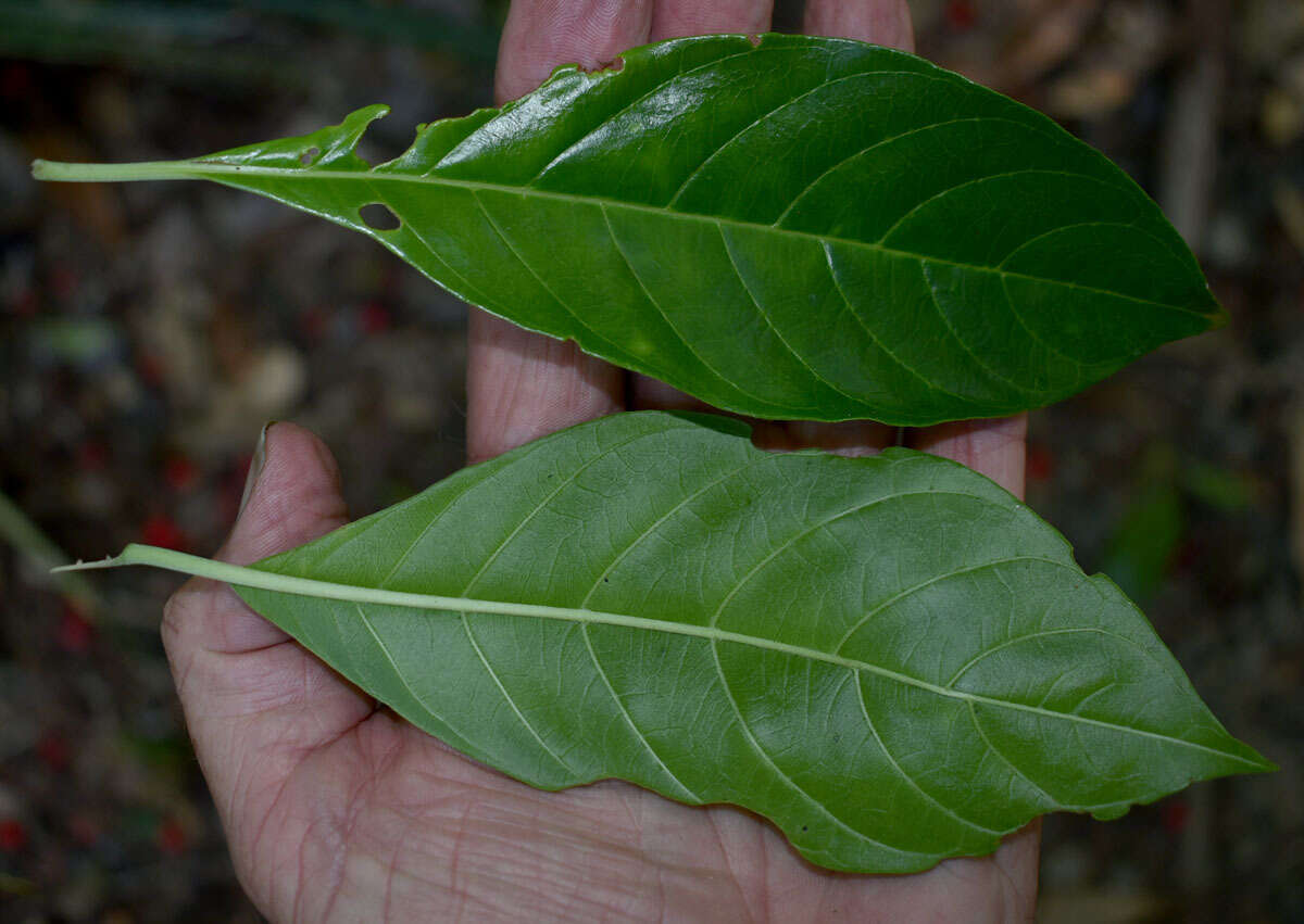 Image of Antirhea tenuiflora F. Muell. ex Benth.
