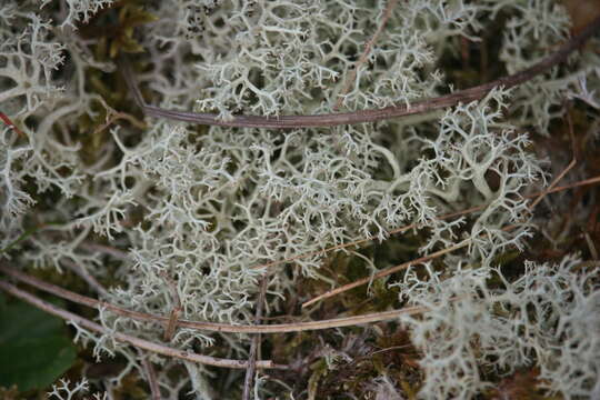 Image of Reindeer lichen