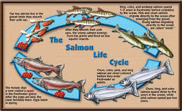 Image of Salmon