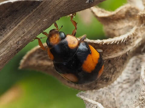 صورة Brachiacantha dentipes (Fabricius 1801)