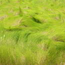 Image of saltmeadow cordgrass