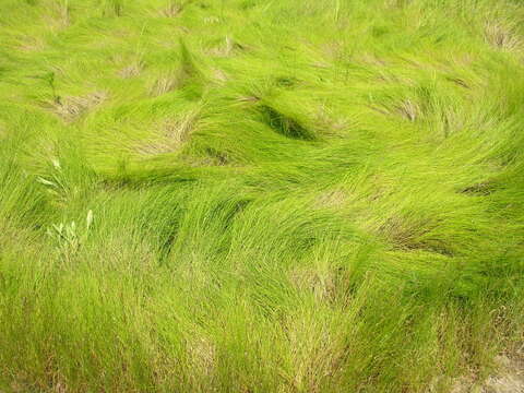 Image of saltmeadow cordgrass