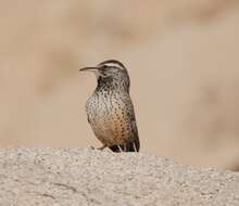 Image of Cactus Wren