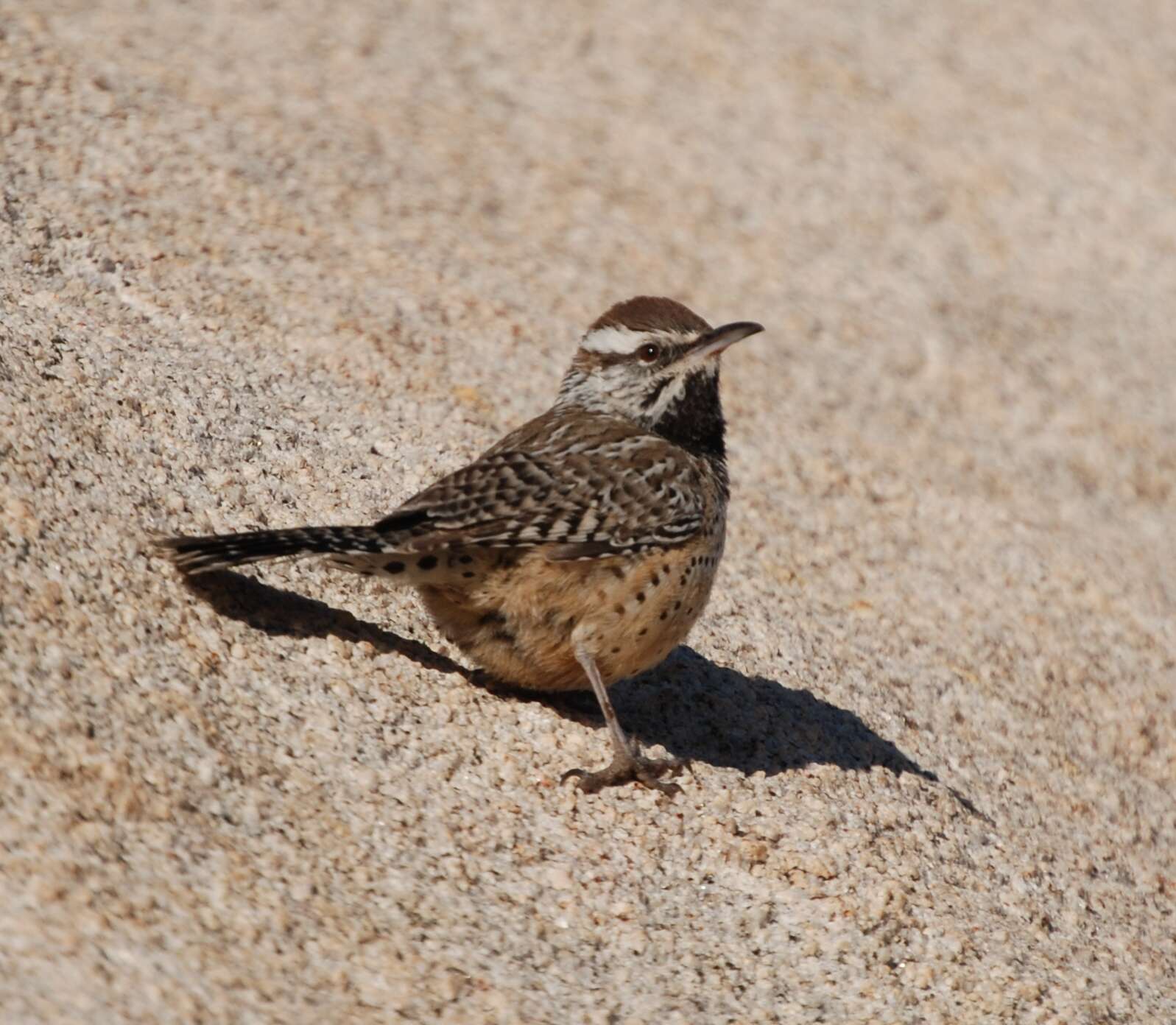 Image of Cactus Wren