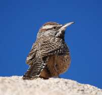 Image of Cactus Wren