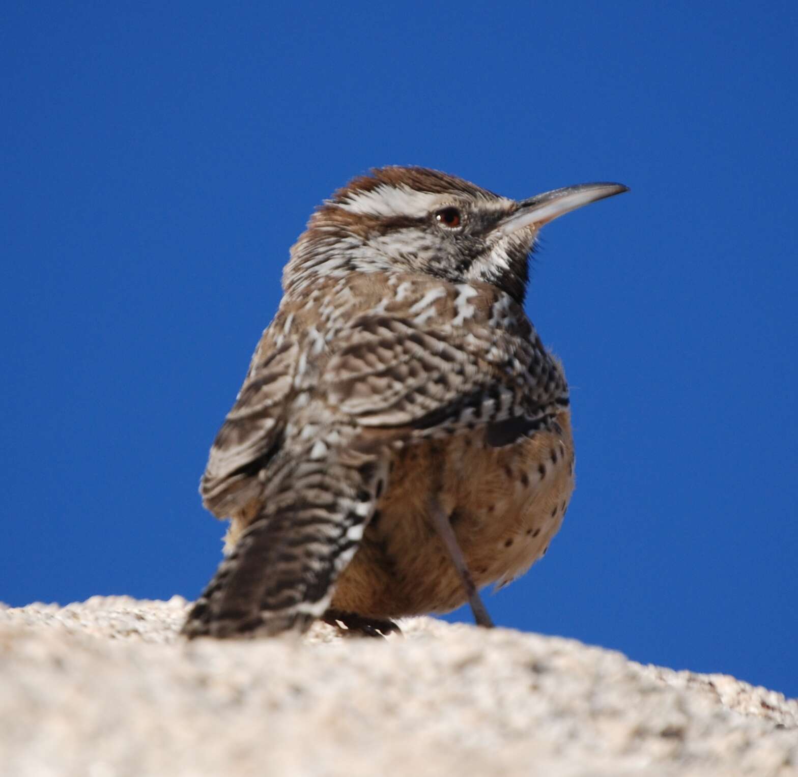 Imagem de Campylorhynchus brunneicapillus (Lafresnaye 1835)