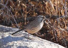 Image of Cactus Wren