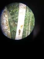 Image of Plain-brown Woodcreeper