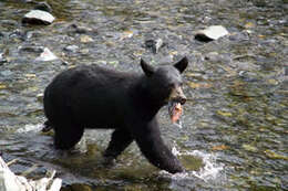 Image of American Black Bear