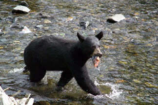 Image of American Black Bear