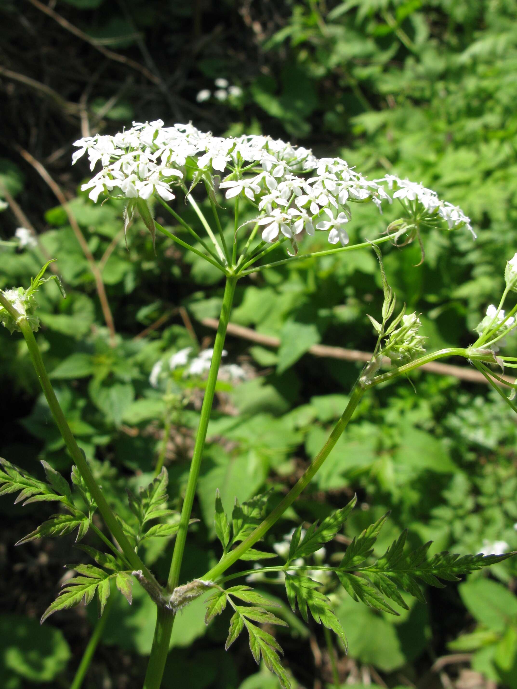 Imagem de Anthriscus sylvestris (L.) Hoffm.