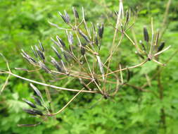 Imagem de Anthriscus sylvestris (L.) Hoffm.