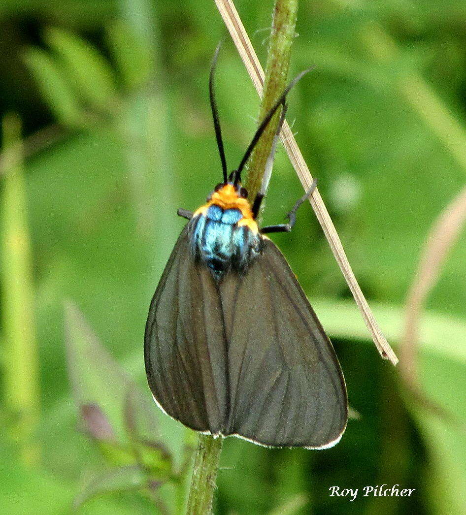 Image of Virginia Ctenucha