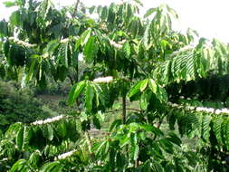 Слика од Coffea canephora Pierre ex A. Froehner