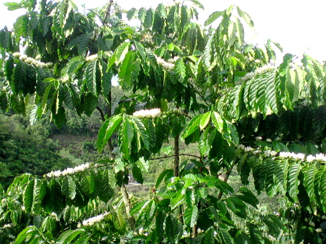 Image of robusta coffee