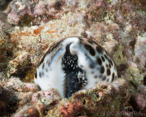 Image of Cypraea tigris schilderiana C. N. Cate 1961