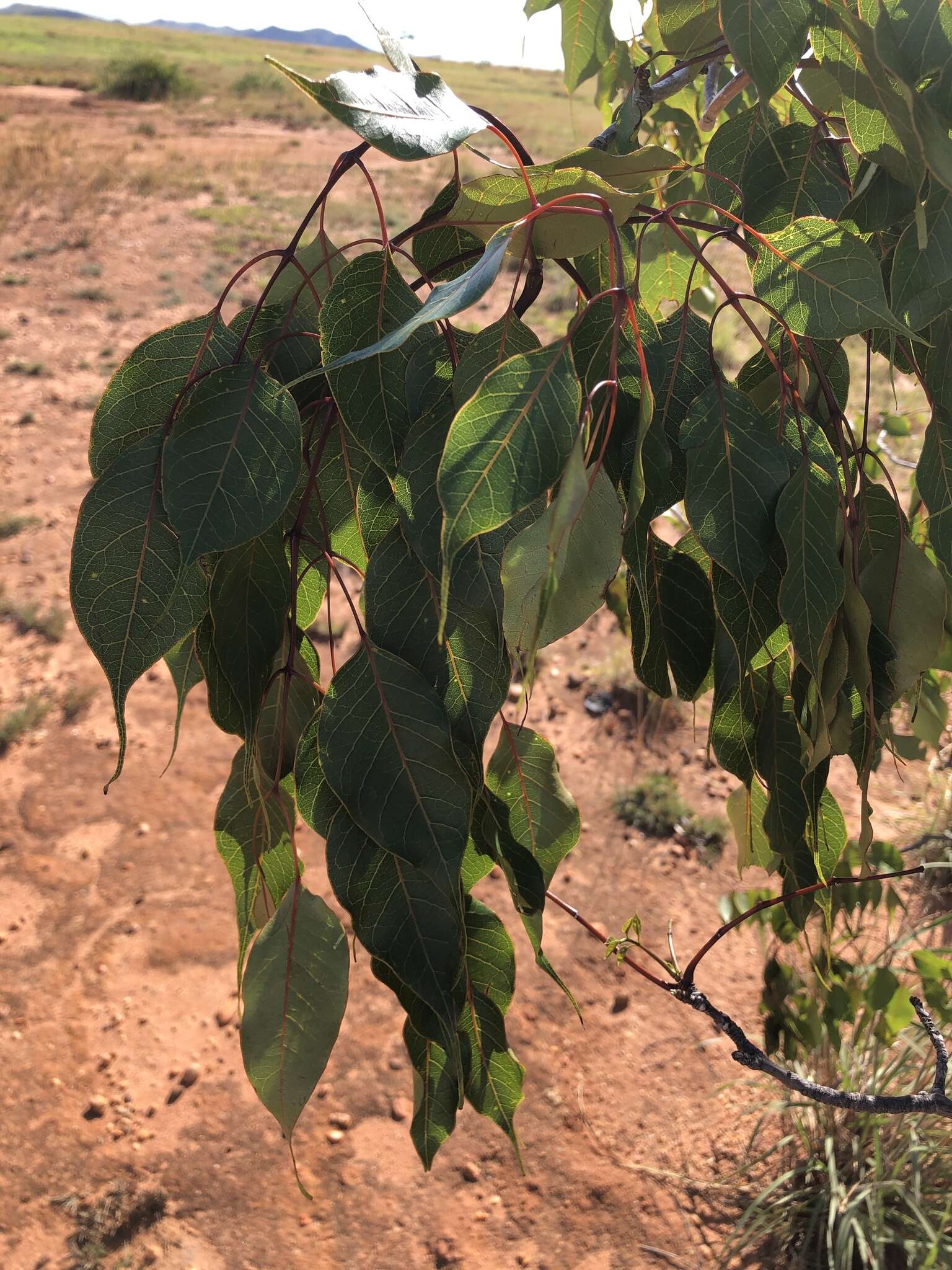 Image of Stereospermum euphorioides (Boj.) DC.