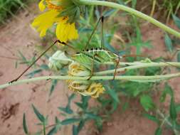 Image of Mountain-dwelling Short-winged Katydid