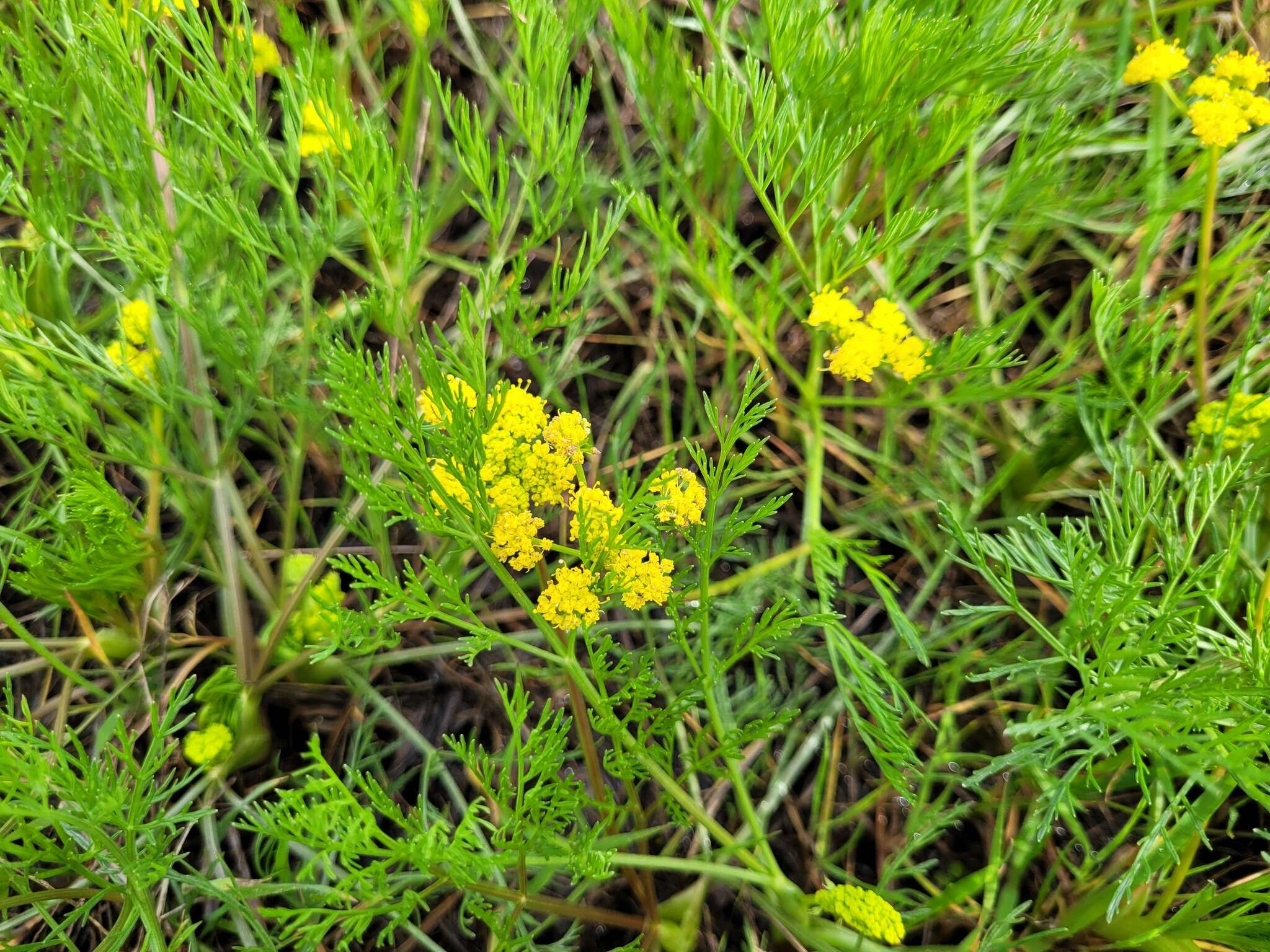 صورة Lomatium bradshawii (Rose ex Mathias) Mathias & Constance