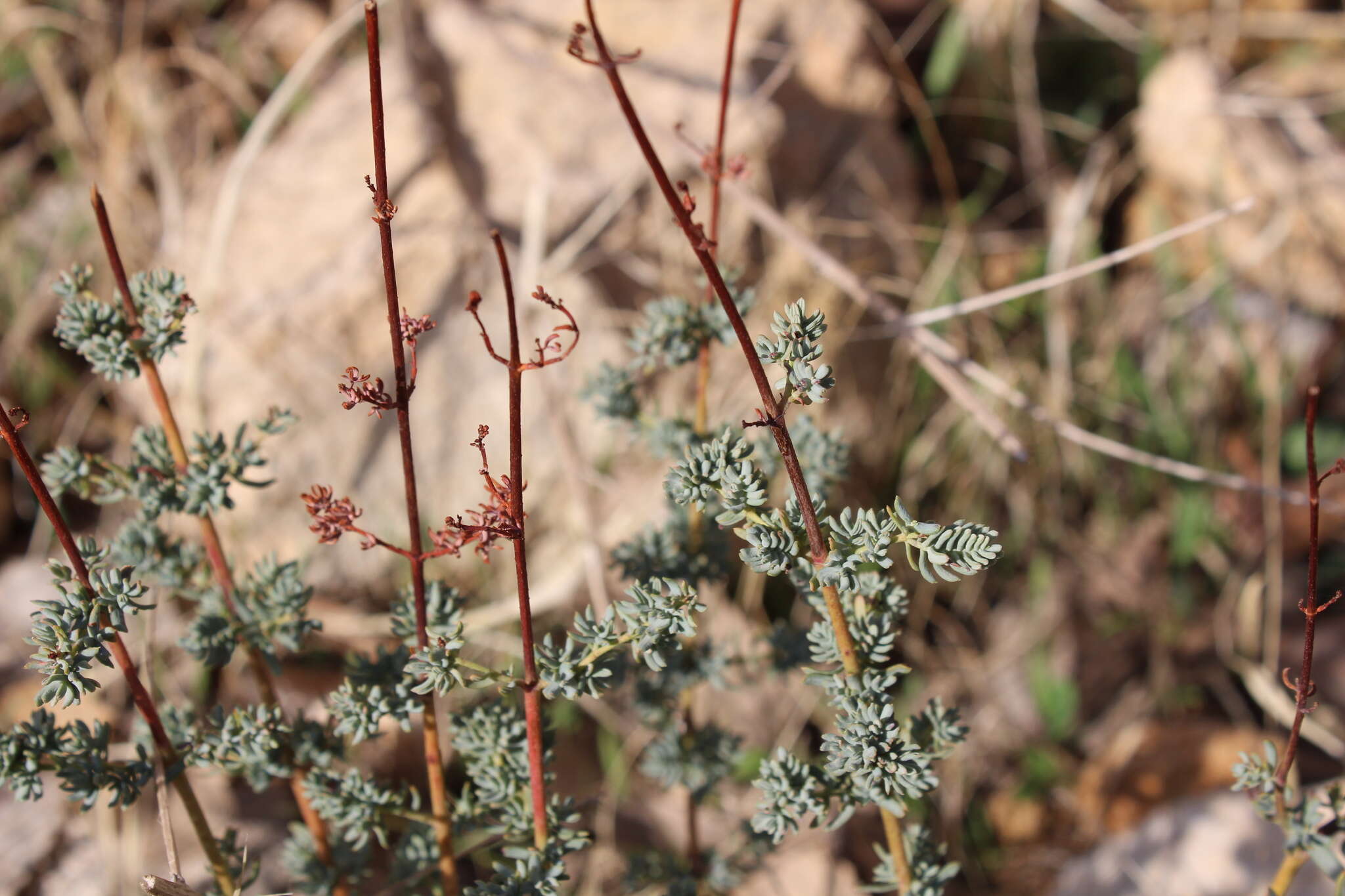 Image of Hypericum scabrum L.