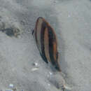 Image of Beaked coralfish