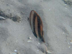 Image of Beaked coralfish