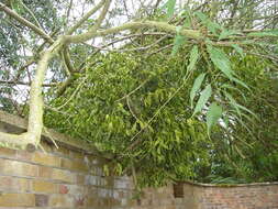 Image of European mistletoe